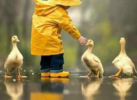 Molti bambini piccoli si divertono un mondo a dare da mangiare alle anatre, ed è un piacere che non sembra svanire quando diventano adulti. (Jeffrey Moussaieff Masson)