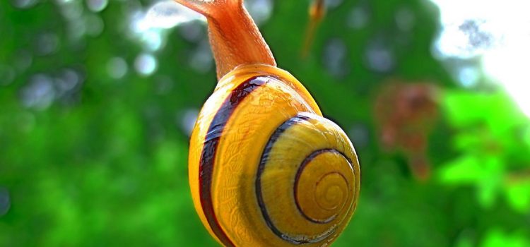 Non vedo cosa ci sia di strano a restare a casa. Disse la lumaca. (Stefano Benni)