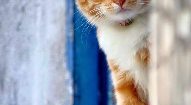 Gli uomini sono delle creature con due gambe e otto mani. (Jane Mansfield)