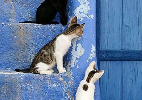 I gatti sono destinati a insegnarci che in natura non tutto ha uno scopo.  (Garrison Keillor)