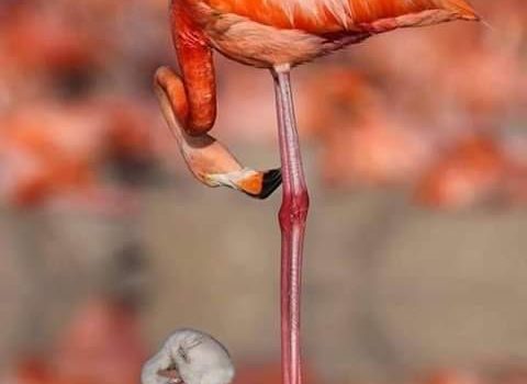 Osserva un bambino che raccoglie conchiglie sulla spiaggia…