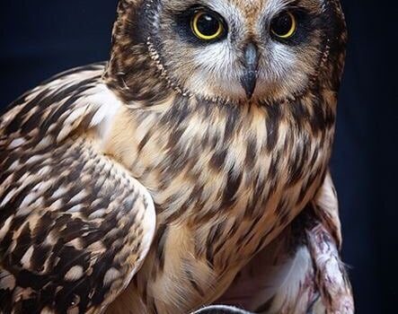 A Milano le zanzare sono talmente grasse grosse e cicciotte che quando c’è nebbia le fanno atterrare alla Malpensa. (Gino & Michele)