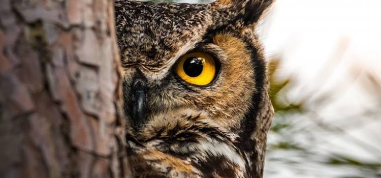 L’imbarazzo degli imbarazzi: l’incontro di due occhi attraverso lo stesso buco della serratura. (Charles Grodin)