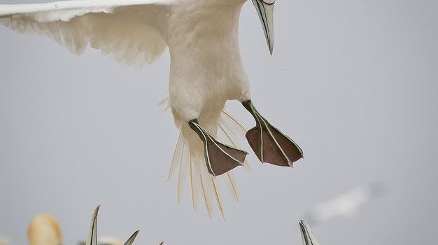 Mio marito mi ha costretto al matrimonio con l’inganno. Mi ha detto che ero incinta. (Carol Leifer)