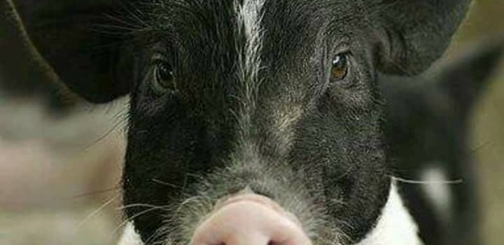 Il VEGETARISMO ANIMALISTA IL PRIVILEGIO DI ESSERE COERENTI