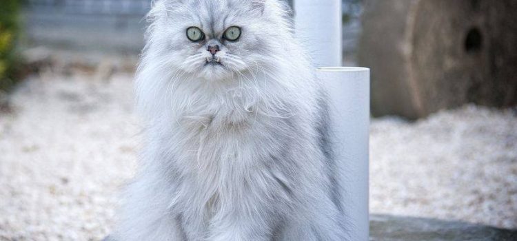 Stile. Aveva una prosa così graffiante che i suoi lettori si riconoscevano dai segni sulla faccia. (Massimo Bucchi)