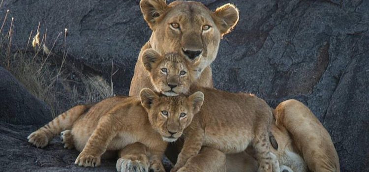 LA CRISI (E LE COLPE) DEI GRANDI SISTEMI