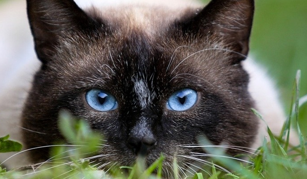 Mi dà sempre un brivido quando osservo un gatto che sta osservando qualcosa che io non riesco a vedere. (Eleanor Farjeon)