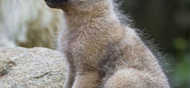 L’umanità si divide in due grandi categorie…