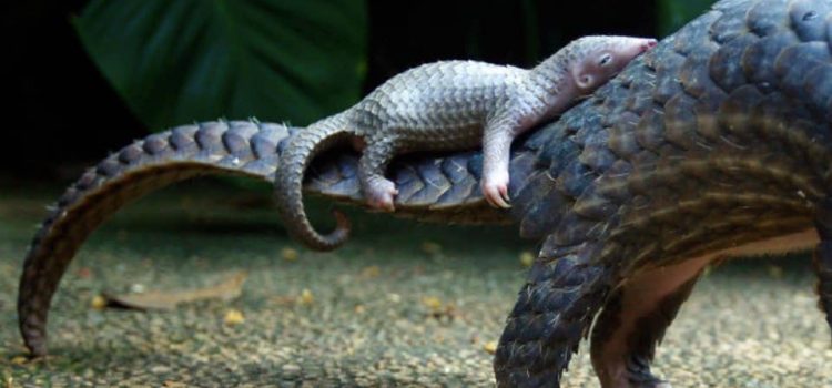 Quando ero piccolo, mia mamma mi metteva l’aglio nel biberon per trovarmi anche al buio. (Mario Zucca)