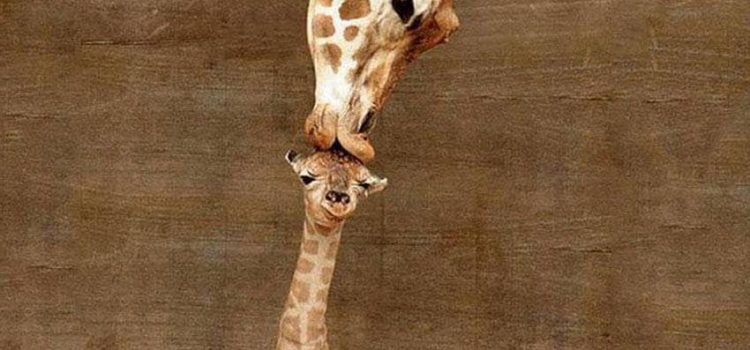 Un bacio, tutto sommato, che cosa è? Un giuramento un po’ più ravvicinato, una promessa più precisa, una confessione che si vuole confermare. Un bacio, insomma, che cos’è mai un bacio? un apostrofo rosa fra le parole t’amo… (Edmond Rostand)