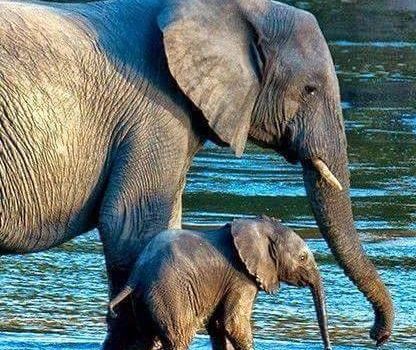 Gli elefanti amano incontrarsi. Essi si riconoscono l’un l’altro dopo anni e anni di separazione e si salutano con selvaggia gioia chiassosa. Barriscono e strombazzano, sbattono le orecchie e sfregano per terra, intrecciando le proboscidi. (Jennifer Richard Jacobson)