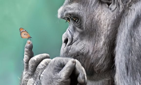 PERCHE’ SONO DIVENTATO VEGETARIANO