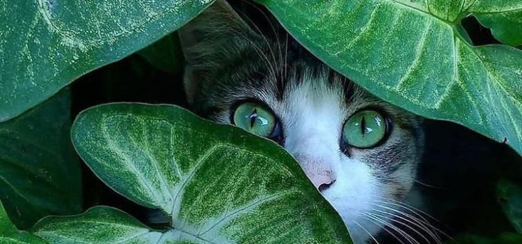 Una sera di tanti anni fa, al paese, noi bambini giocavamo a nasconderci. Uno di noi, Severino, si nascose così bene che non riuscimmo a trovarlo.