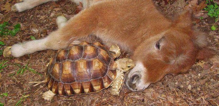 Il virus è clinicamente morto, come il cervello degli esperti virologi