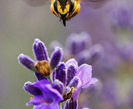 Secondo alcuni autorevoli testi di tecnica aeronautica, il bombo non può volare a causa della forma e del peso del proprio corpo in rapporto alla superficie alare; ma il bombo non lo sa e perciò continua a volare. (Igor’ Sikorskij)