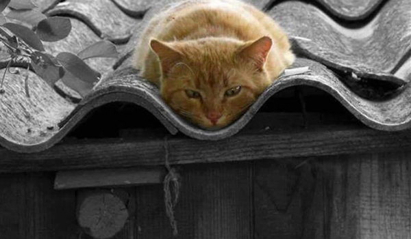 Annuncio dall’altoparlante della Stazione Termini: “I signori passeggeri che hanno preso il treno per Milano sono pregati di riportarlo urgentemente al binario numero uno!”.