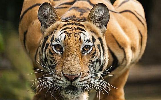 Come esistono oratori balbuzienti, umoristi tristi, parrucchieri calvi, potrebbero esistere benissimo anche dei politici onesti… Anche se, diciamocelo, molto ma mooolto improbabile. (Dario Fo)