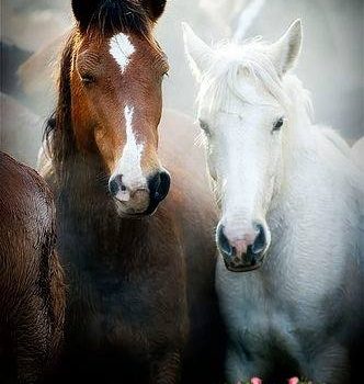 “Abbiamo praticamente dimenticato come sia strano che un animale così grande, possente e intelligente come il #cavallo… permetta a un altro, ben più debole animale, di montargli in groppa”. (Peter Gray)