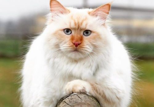 Benchley e io avevamo un ufficio così minuscolo che se fosse stato un centimetro più piccolo sarebbe stato considerato adulterio. (Dorothy Parker)