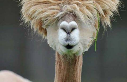 Le cose buone, ingrassano. Le cose belle, costano. Il sole che ti illumina il viso, fa venire le rughe. E tutte le cose veramente belle di questa vita, spettinano. In una domenica che si rispetti rimani spettinata almeno fino alle cinque del pomeriggio… (Mafalda)