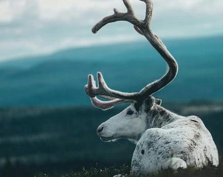 Un inverno ho girato un film in Inghilterra. Faceva così freddo che mi sono quasi sposata. (Shelley Winters)