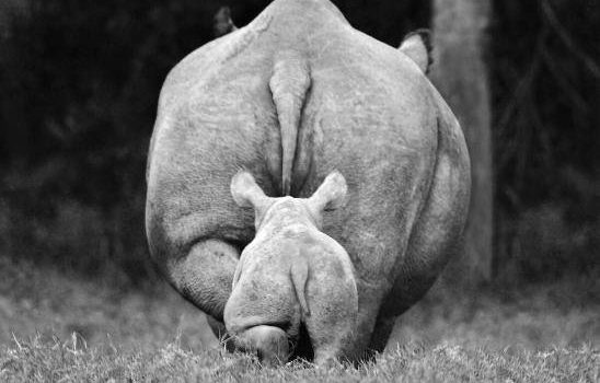 Bisogna tenersi in forma. Mia nonna, all’età di sessant’anni, ha cominciato a farsi cinque chilometri a piedi ogni giorno, tutti i giorni, adesso ha 97 anni e non sappiamo dove diavolo sia andata a finire.  (Ellen Degeneris)