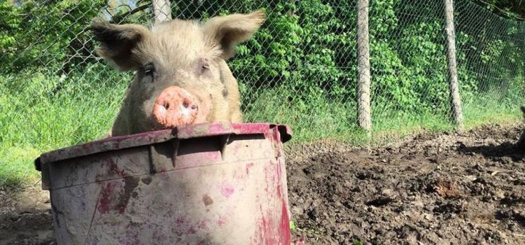 Per anni io e mio marito siamo stati a favore delle vacanze separate, ma i nostri figli sono sempre riusciti a trovarci. (Erma Bombeck)