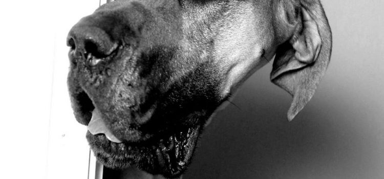 L’imbarazzo degli imbarazzi: l’incontro di due occhi attraverso lo stesso buco della serratura. (Charles Grodin)