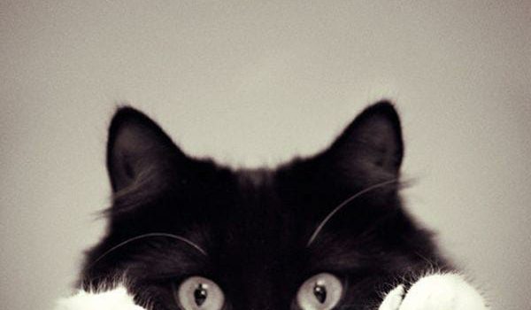 Ora basta parlare di me, parliamo di voi. Cosa ne pensate di me? (Bette Midler rivolta al pubblico in teatro)