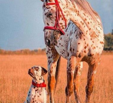 Parlando di una persona diversamente alta: E’ così basso che i capelli gli odorano di piedi, ma così basso che quando comincia a piovere lui è l’ultimo a saperlo. (Milton Berle)