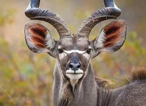 Buongiorno! Noi che la mattina ci sentiamo scattanti come tartarughe girate sul guscio. Se fossimo stati creati per schizzare fuori dal letto appena svegli, dormiremmo tutti nel tostapane. (Garfield)