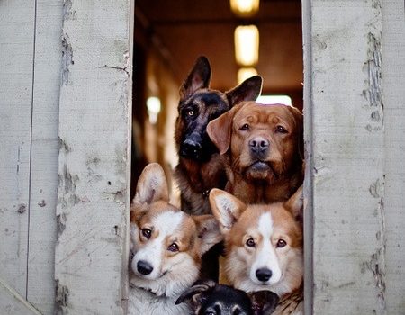 La domenica è fatta per mangiare tardi, dormire tutto il giorno, e lamentarsi che domani è Lunedì. (Mafalda)