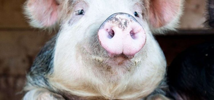 Della serie rudimenti di geografia. Pierino intento a fare i compiti chiede all’erudito genitore: “Papà dove stanno i Pirenei?”. Il padre: “Nun lo so, chiedilo a tu madre, è lei che mette apposto la robba”….