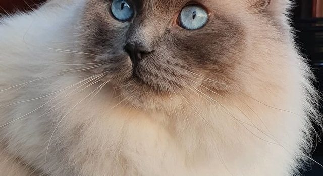 Uno scrittore senza un gatto è inconcepibile. Certo è una scelta perversa, poiché sarebbe più semplice scrivere con un bufalo nella stanza piuttosto che con un gatto. Si accucciano tra i vostri appunti, mordicchiano le penne e camminano sui tasti della macchina da scrivere. (Barbara Holland)