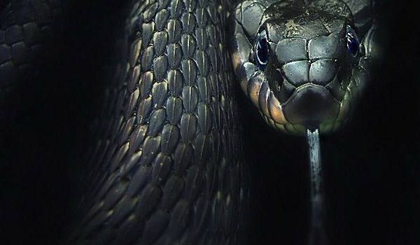 Buongiorno! C’è chi la mattina vorrebbe un caffè, un bacio e un abbraccio. Io invece stamattina vorrei un mese di ferie, un biglietto aereo e un bonifico…