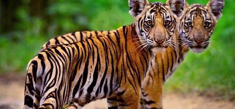 Scrivere è viaggiare senza la seccatura dei bagagli. (Emilio Salgari)