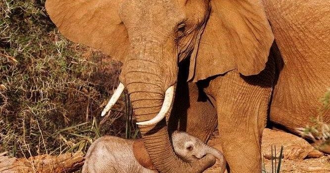 LA STRUTTURA PIRAMIDALE DEL POTERE