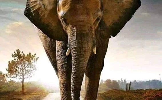 Cacciatori, pescatori, allevatori e macellai hanno un cervello così piccolo, ma così piccolo che quando all’interno di quel loro inutile involucro vuoto a perdere che si ritrovano fra le orecchie due pensieri si incontrano, sono costretti a fare manovra. Nino