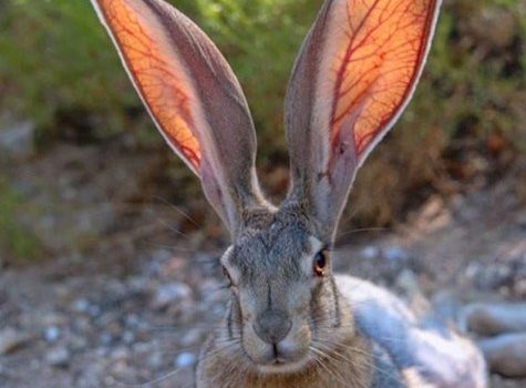 La Natura è semplicemente fantastica. Un miliardo di anni fa non avrebbe mai sospettato che noi avremmo portato gli occhiali, eppure ci ha fatto le orecchie! (Milton Berle)