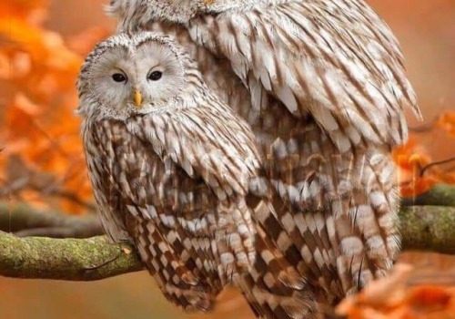 Il ministro dell’economia e finanze, tramite il suo ufficio “Complicazione Affari Semplici” ha dichiarato che la riforma tributaria accoglierà le richieste dei cittadini di maggiore comprensibilità dei moduli. Il nuovo modello 740 sarà semplicissimo, riassunto in soli quattro punti: 1) Quanto avete guadagnato? 2) Quanto avete speso? 3) Quanto vi è rimasto? 4) Datecelo! (Gino & Michele)