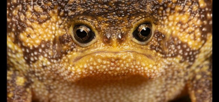 Non credo di essere bello. Ma che valore ha la mia umile opinione contro quella che invece dichiara lo specchio? (Muhammad Aìì – Cassius Clay)