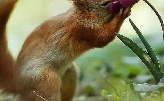 Il fascino di un fiore è nelle sue contraddizioni – così delicato nella forma ma forte nel profumo, così piccolo nelle dimensioni ma grande nella bellezza, così breve nella vita ma con un effetto così lungo. (Terri Guillemets)