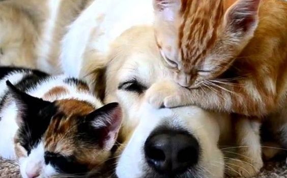 Credo del resto che l’amicizia possa paragonarsi a una figura di danza ben riuscita, ci vogliono molto slancio e molto controllo, molta energia e tanta delicatezza, molte parole e molti silenzi e soprattutto molto rispetto. (Marguerite Yourcenar)