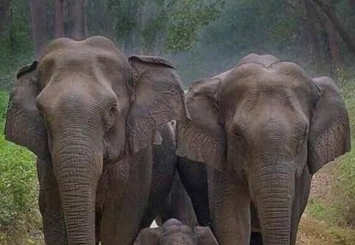 La famiglia. Eravamo uno strano piccolo gruppo di personaggi che si facevano strada nella vita condividendo malattie e dentifrici, bramando gli uni i dolci degli altri, nascondendo gli shampoo e i bagnoschiuma, prestandoci denaro, mandandoci a vicenda fuori delle nostre camere, infliggendoci dolore e baci nello stesso istante, amando, ridendo, difendendoci e cercando di capire il filo comune che ci legava. (Erma Bombeck)