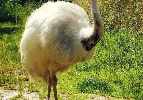 Vorrei morire ucciso dagli agi. Vorrei che di me si dicesse: “Com’è morto? Gli è scoppiato il portafoglio”. (Marcello Marchesi)