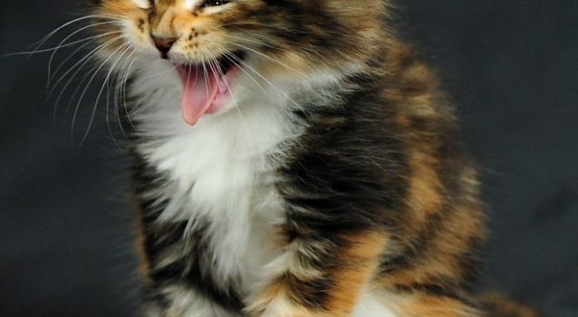 Era un bambino presuntuoso e saccente. Quando la maestra di prima elementare gli chiese: “Ma tu credi in Dio?”. Lui rispose: “Bè, credere è una parola grossa. Diciamo che lo stimo”. (Walter Fontana)