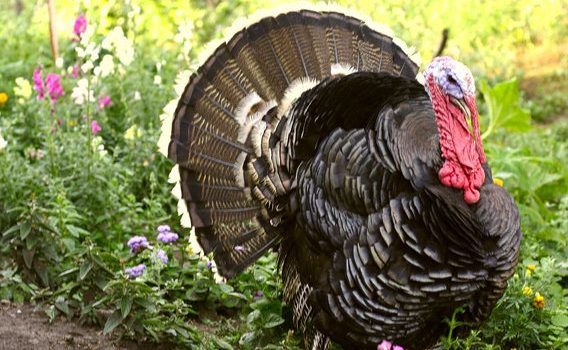 “Tra tutti gli animali l’uomo è il più crudele. È l’unico a infliggere dolore per il piacere di farlo” (Mark Twain)