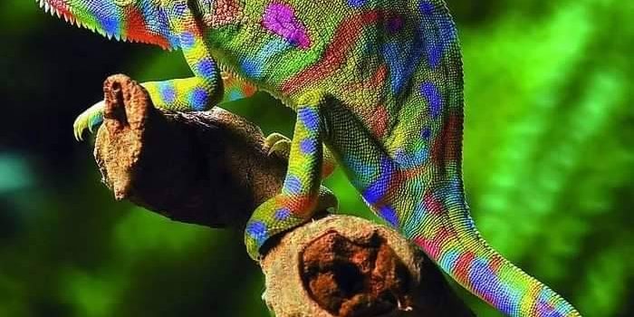 Della serie: Livelli di mimetizzazione: 3) camaleonte 2) insetto stecco 1) la vicina di casa dietro le tende mentre si fa i fatti miei…