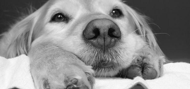 Rimango talmente impressionato dalla lettura di un libro giallo, che quando lo poso cancello le mie impronte digitali. (Carlo Dapporto)